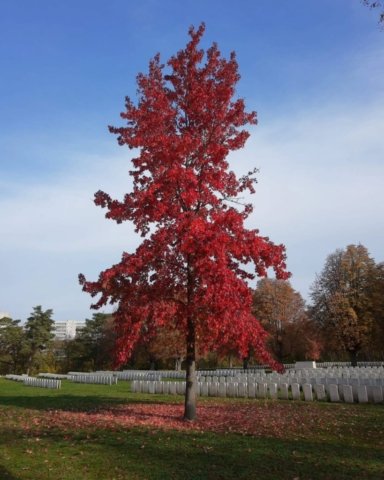 Commonwealth War Cemetery Berlin