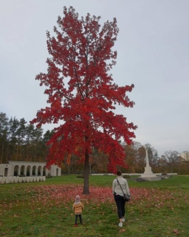 Commonwealth War Cemetery Berlin