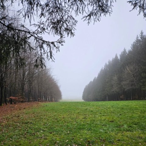Bois Jacques