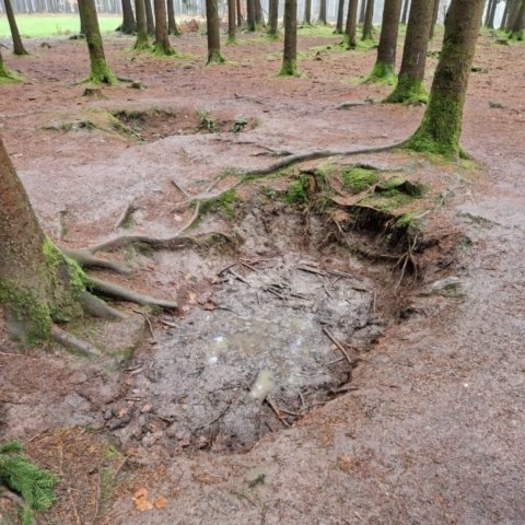 Bois Jacques