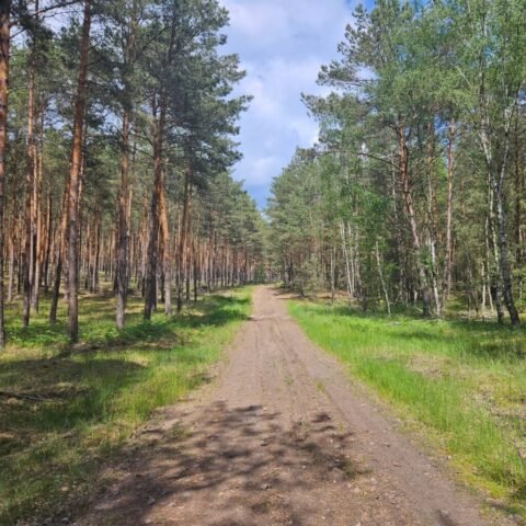 forest by Neuseddin